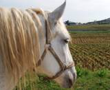 Burgundy Vineyard View 2