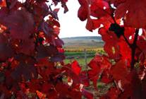 Scenic Burgundy Driving Route