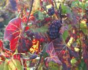 Burgundy Countryside
